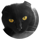 Karen Schraven profile picture